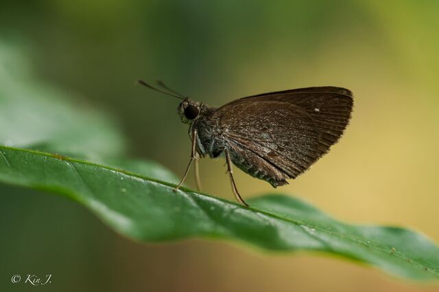 Suastus minutus aditia