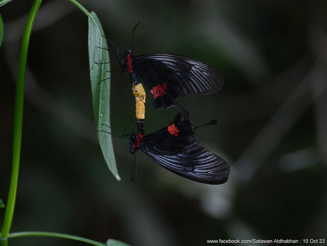 Losaria neptunus neptunus