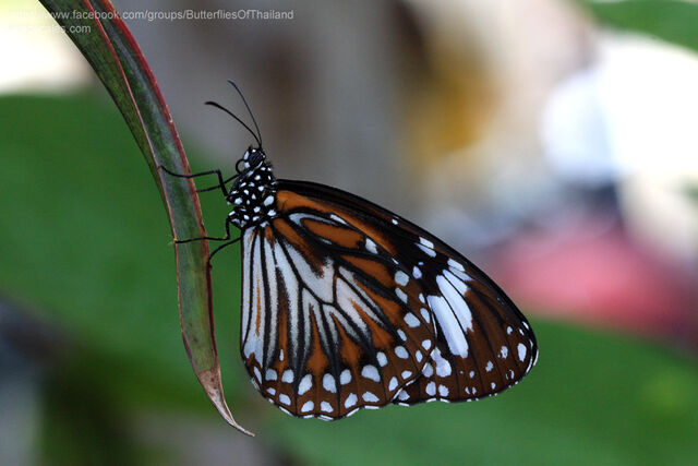 Danaus affinis malayana