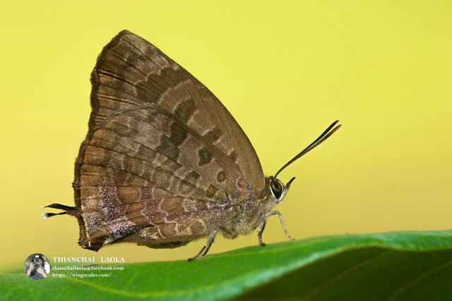 Arhopala bazalus teesta