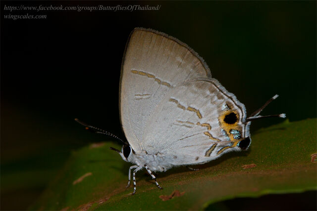 Sinthusa nasaka amba