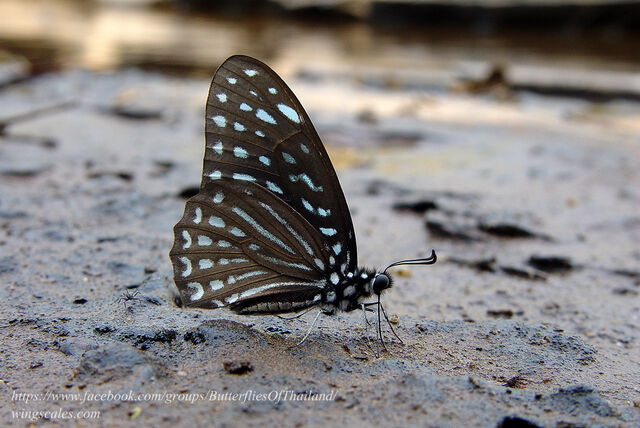 Graphium megarus megapenthes
