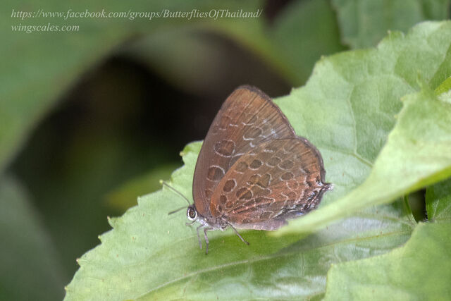 Arhopala varro selama