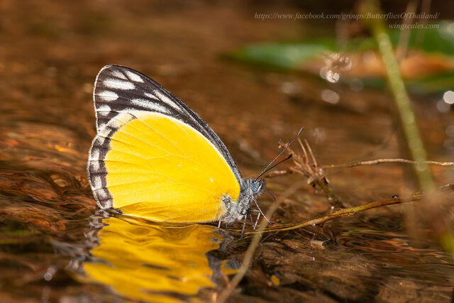 Delias agostina agostina