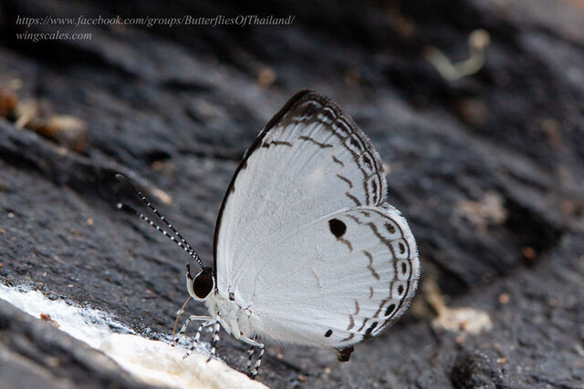 Neopithecops zalmora zalmora