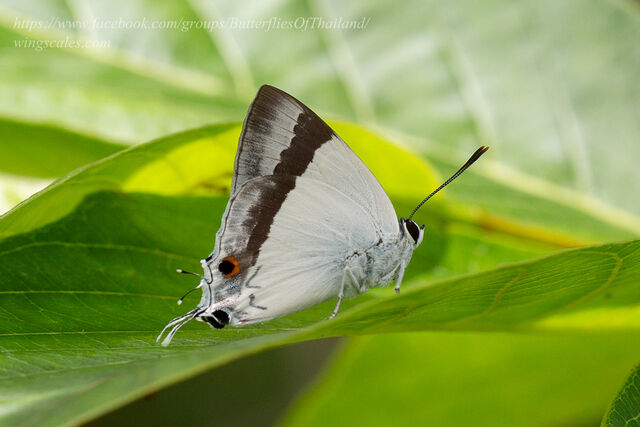 Rachana jalindra indra