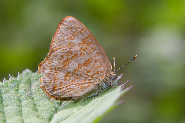 Poritia hewitsoni tavoyana
