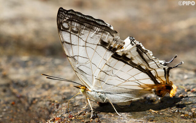 Cyrestis thyodamas thyodamas