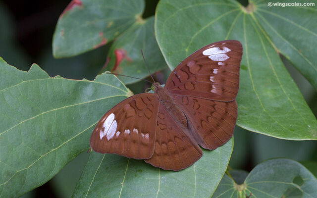 Tanaecia julii julii