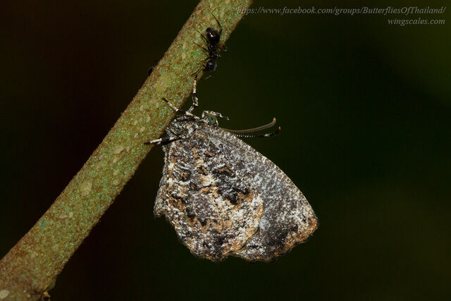 Logania marmorata marmorata