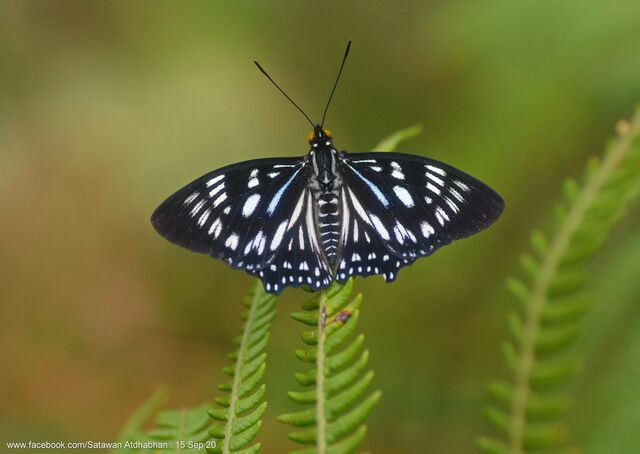 Euripus nyctelius euploeoides