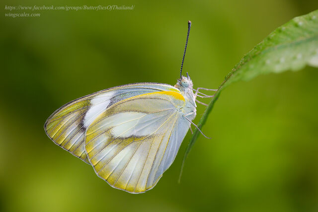 Appias olferna olferna