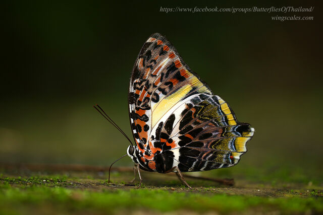 Agatasa calydonia calydonia