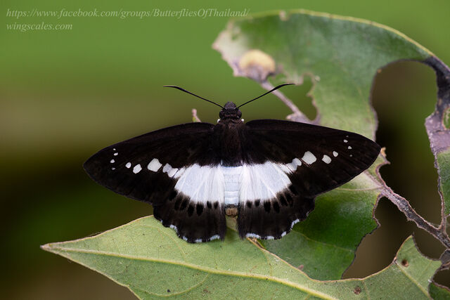 Seseria sambara indosinica