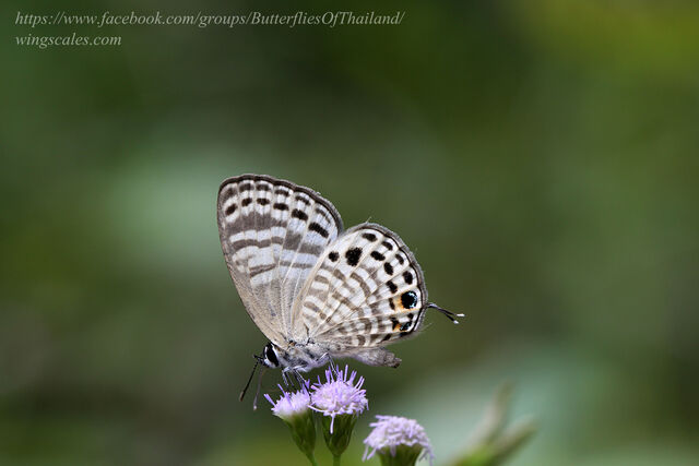 Nacaduba angusta albida