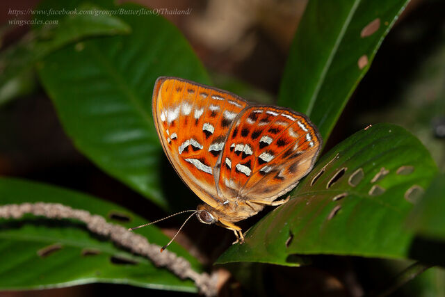 Taxila haquinus berthae