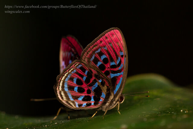 Paralaxita damajanti damajanti