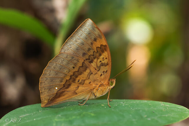 Enispe cycnus cycnus