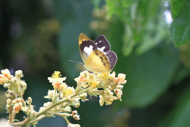 Appias paulina adamsoni