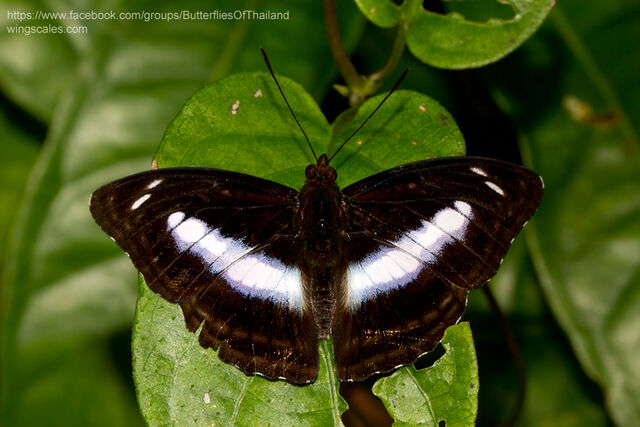 Athyma whitei whitei