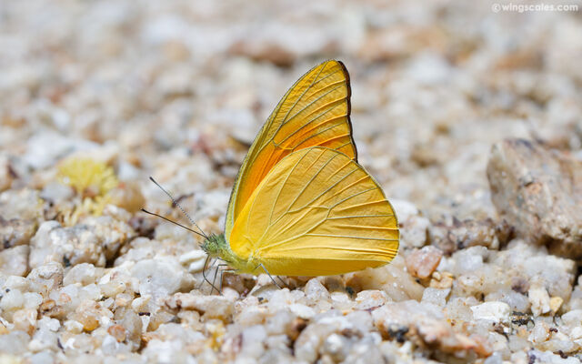 Appias nero figulina