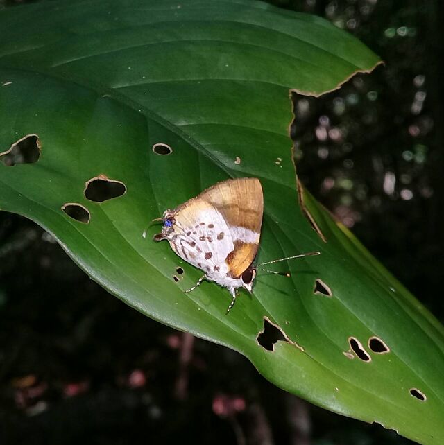 Araotes lapithis lapithis