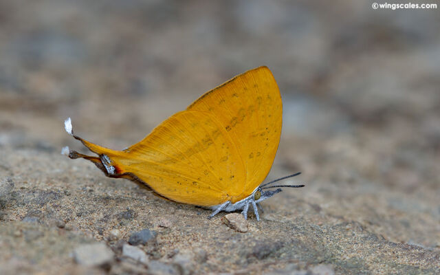 Loxura atymnus fuconius