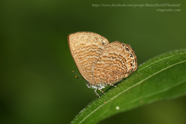 Poritia sumatrae sumatrae