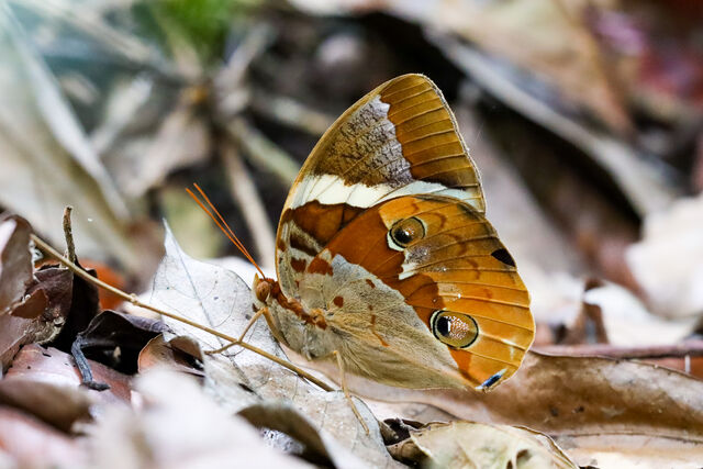 Thauria lathyi siamensis