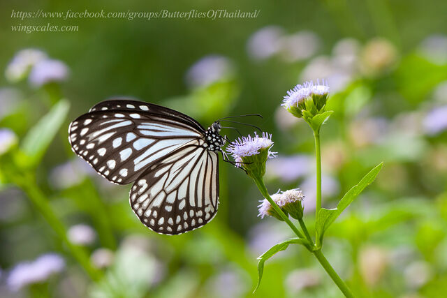 Parantica aglea melanoides