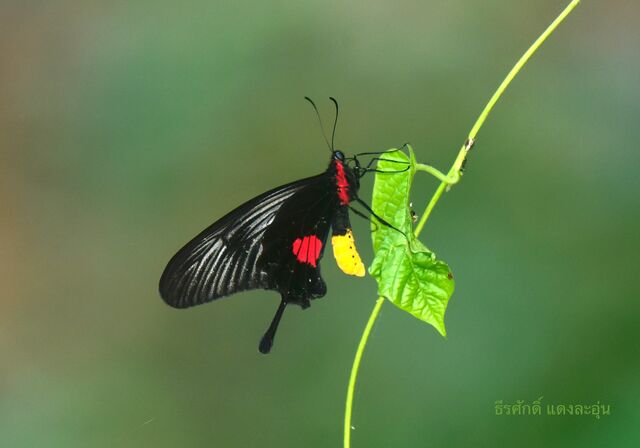 Losaria neptunus manasukkiti