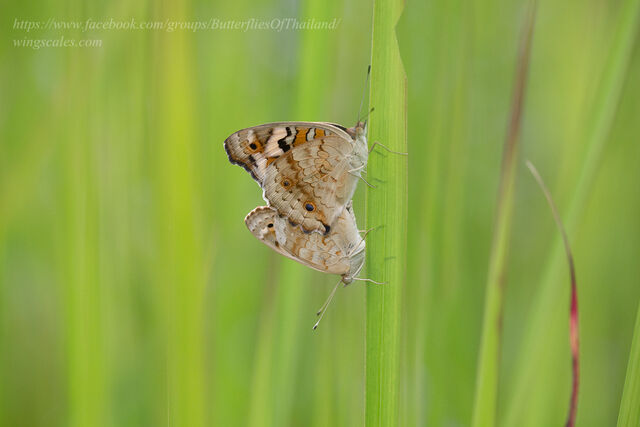 Junonia orithya ocyale