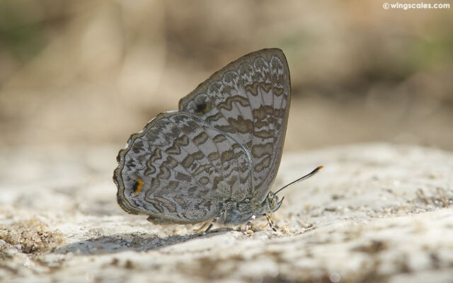 Poritia erycinoides elsiei