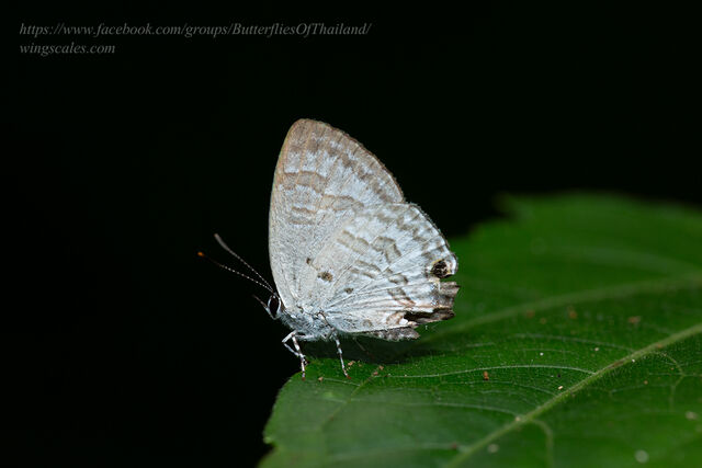 Sinthusa chandrana grotei