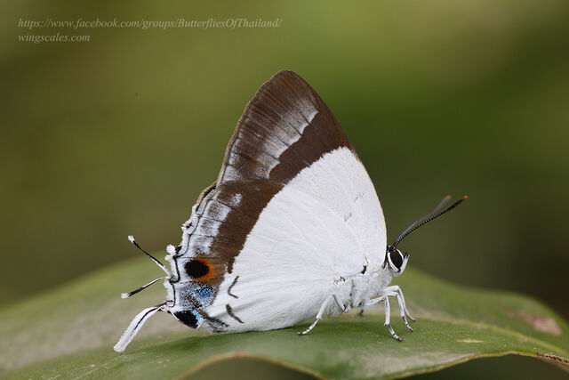Rachana jalindra indra