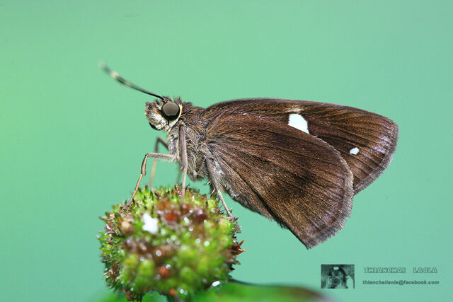 Ancistroides paralysos asawa