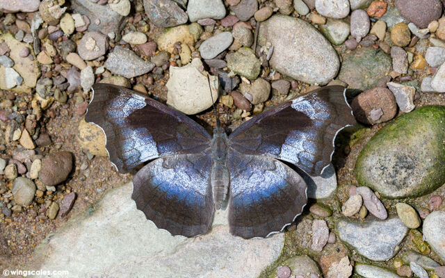 Laringa horsfieldi glaucescens