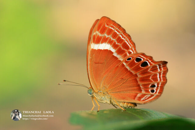 Abisara bifasciata angulata