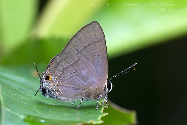 Rapala manea schistacea