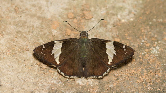 Lobocla liliana liliana