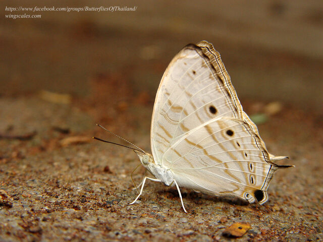 Cyrestis cocles cocles