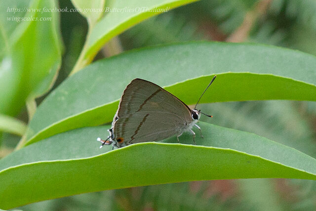 Tajuria diaeus diaeus