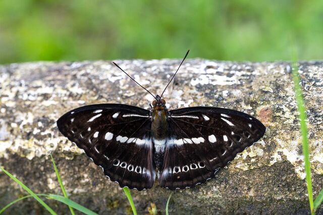 Limenitis asura asura