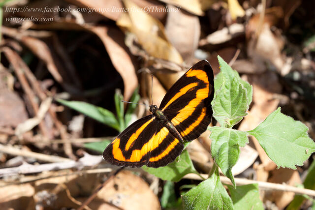 Neptis ananta learmondi