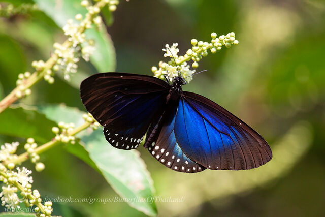 Euploea camaralzeman camaralzeman