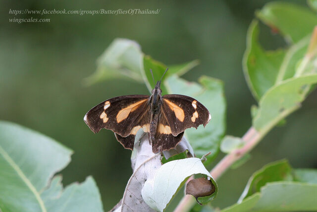 Libythea myrrha sanguinalis