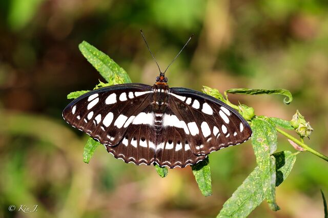 Athyma perius perius