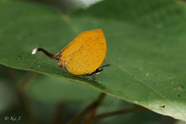 Yasoda tripunctata tripunctata