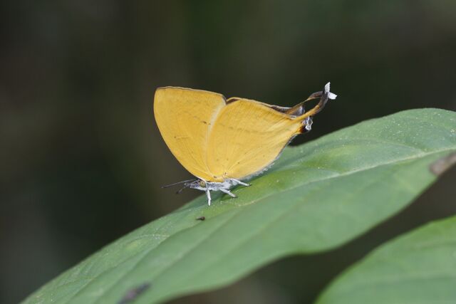 Loxura atymnus continentalis