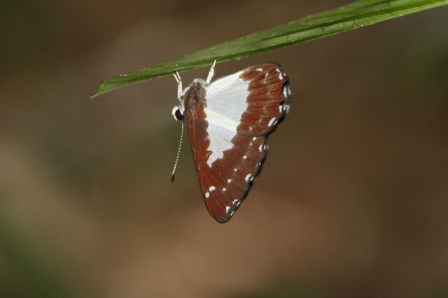 Stiboges nymphidia nymphidia